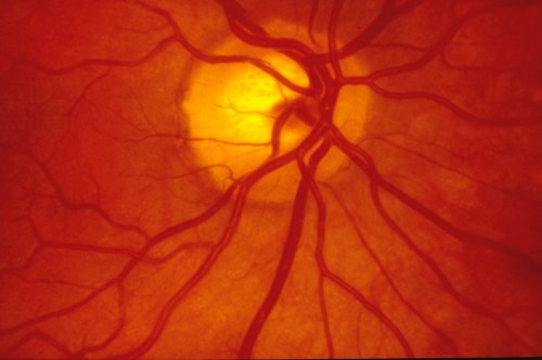 human-retina-2021-10-02-12-50-17-utc.jpg
